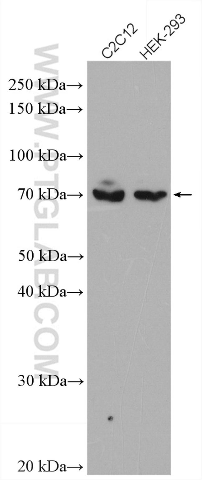 Osteopontin Antibody in Western Blot (WB)