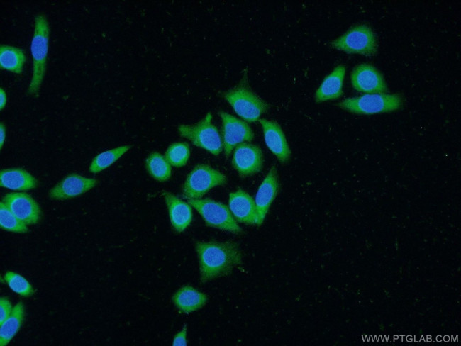 FKBPL Antibody in Immunocytochemistry (ICC/IF)