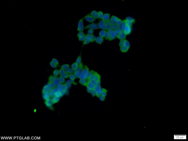 TUFT1 Antibody in Immunocytochemistry (ICC/IF)