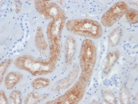 FOLH1/PSMA (Prostate Epithelial Marker) Antibody in Immunohistochemistry (Paraffin) (IHC (P))