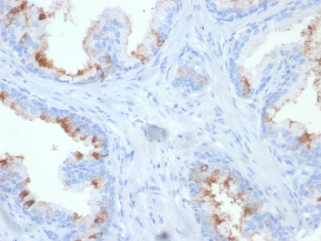 FOLH1/PSMA (Prostate Epithelial Marker) Antibody in Immunohistochemistry (Paraffin) (IHC (P))