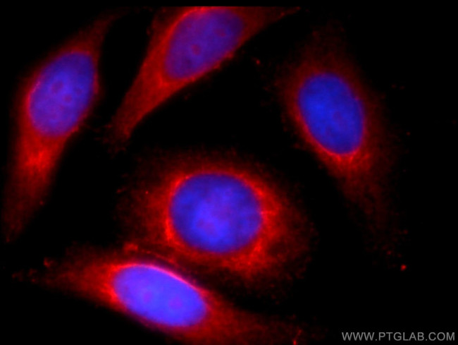 LYRM7 Antibody in Immunocytochemistry (ICC/IF)