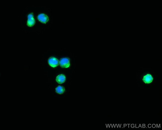 CD2 Antibody in Immunocytochemistry (ICC/IF)