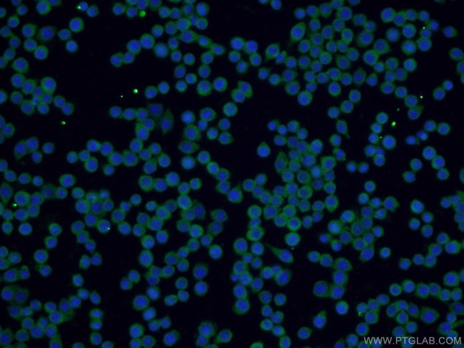 SPAG9 Antibody in Immunocytochemistry (ICC/IF)