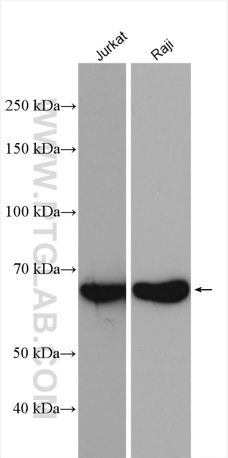 SHP1 Antibody in Western Blot (WB)