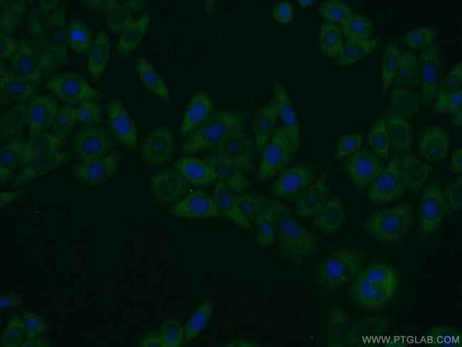 EHD1 Antibody in Immunocytochemistry (ICC/IF)