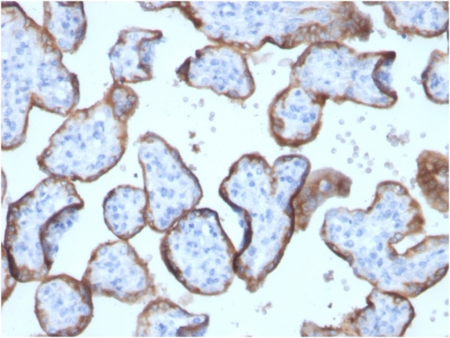 Alkaline Phosphatase (Placental)/PLAP Antibody in Immunohistochemistry (Paraffin) (IHC (P))