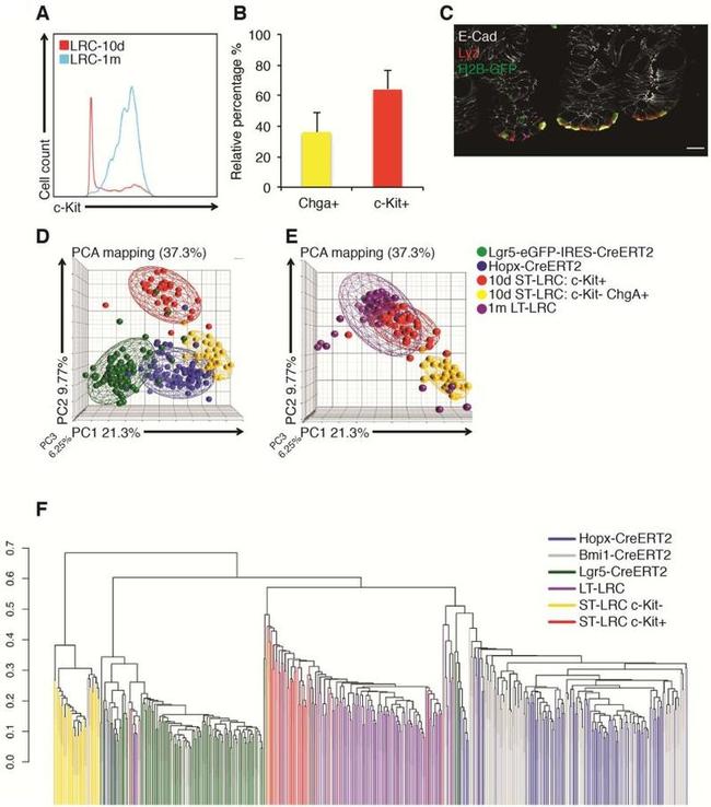 CD117 (c-Kit) Antibody in Flow Cytometry (Flow)