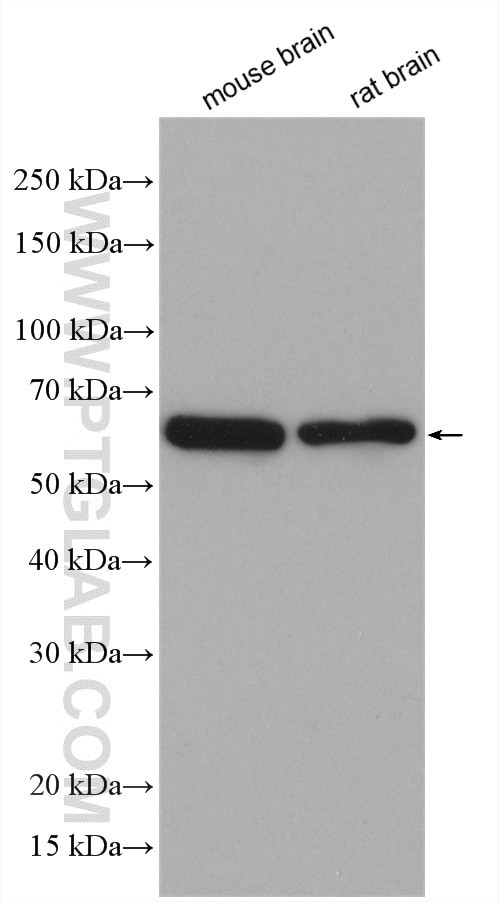 EHD3 Antibody in Western Blot (WB)