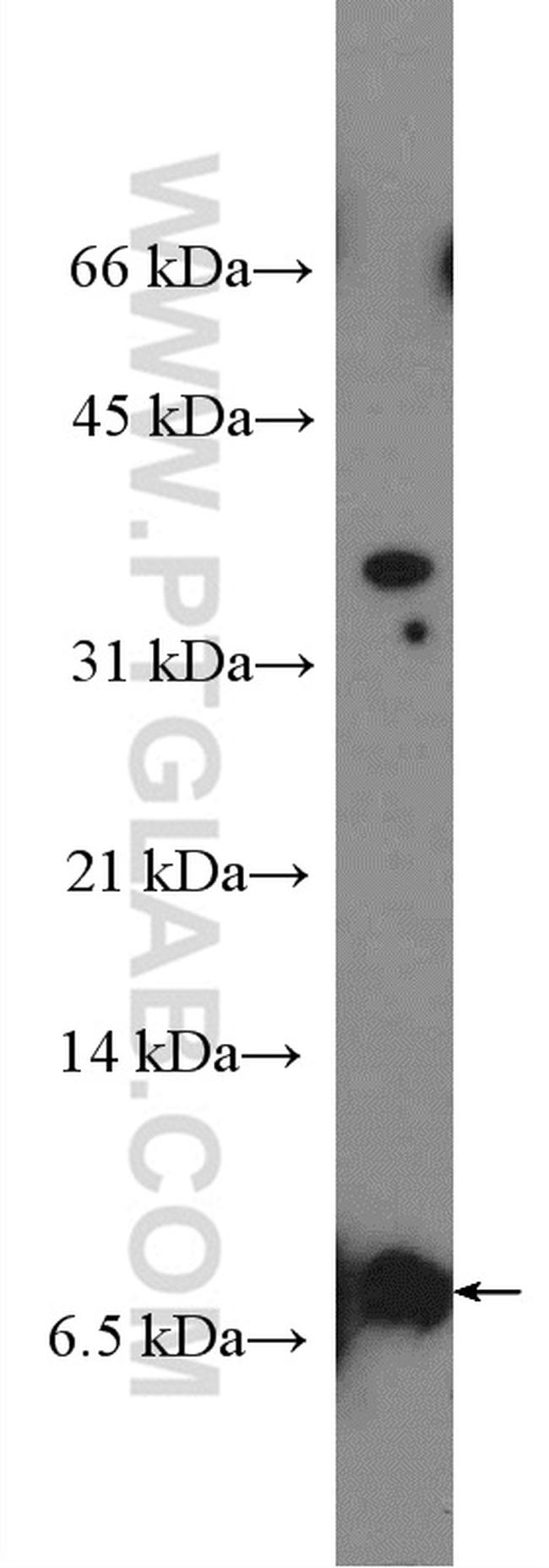 TOMM5 Antibody in Western Blot (WB)