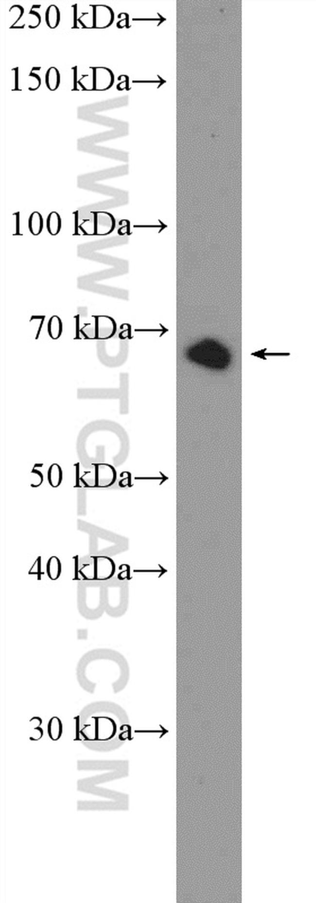 FAM116B Antibody in Western Blot (WB)