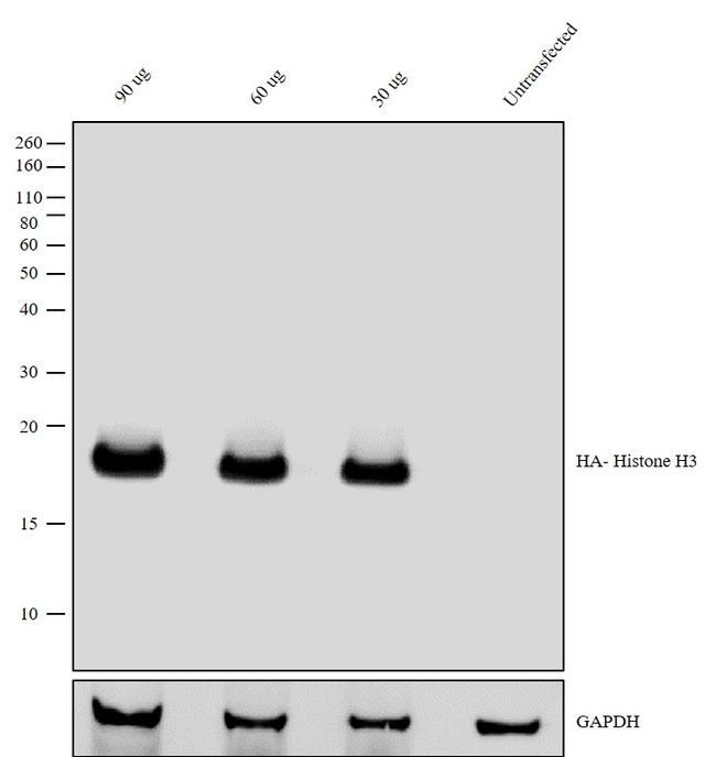 HA Tag Antibody in Western Blot (WB)