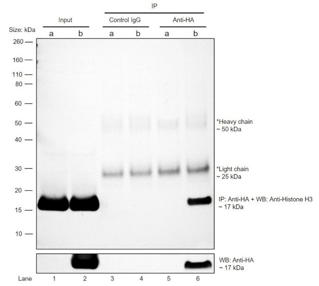 HA Tag Antibody in Immunoprecipitation (IP)