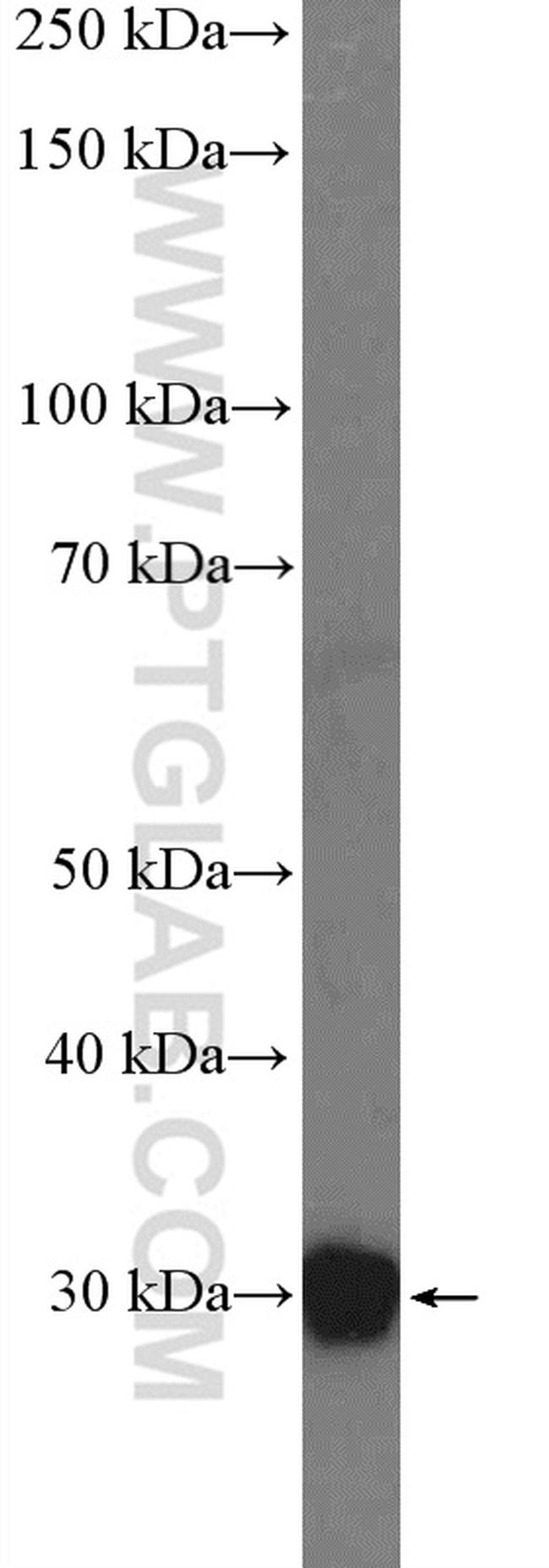 Unc119b Antibody in Western Blot (WB)