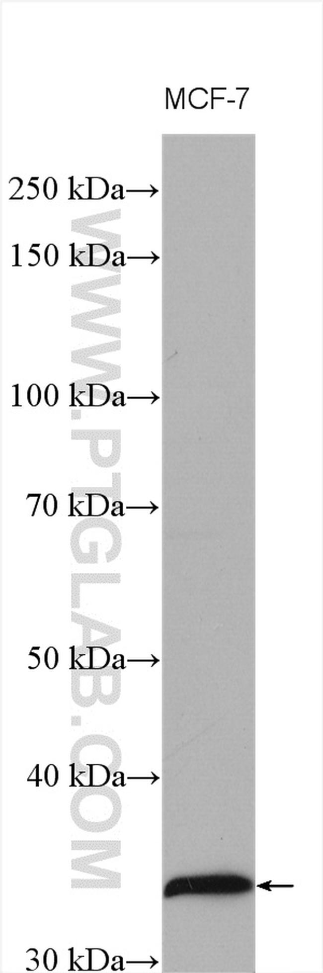 Cyclin D1 Antibody in Western Blot (WB)