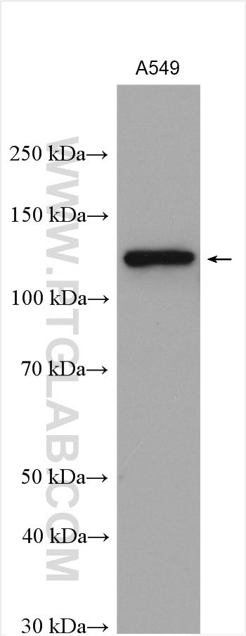 Integrin alpha-6 Antibody in Western Blot (WB)