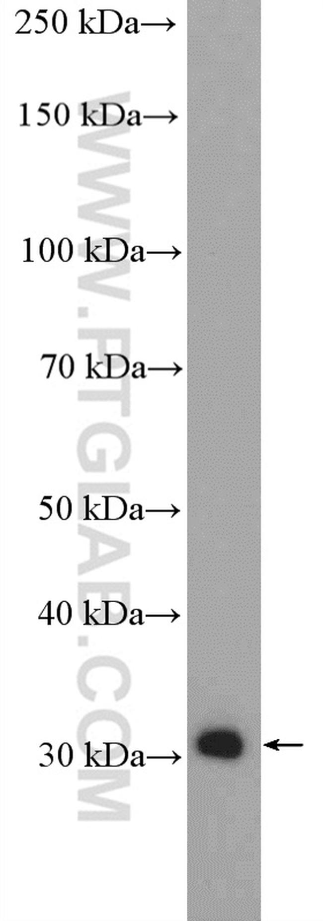 PDXP Antibody in Western Blot (WB)