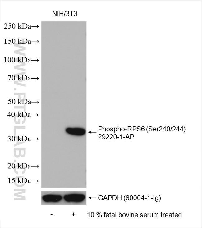 Phospho-RPS6 (Ser240, Ser244) Antibody in Western Blot (WB)