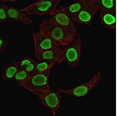 Histone H1 (Pan Nuclear Marker) Antibody in Immunocytochemistry (ICC/IF)