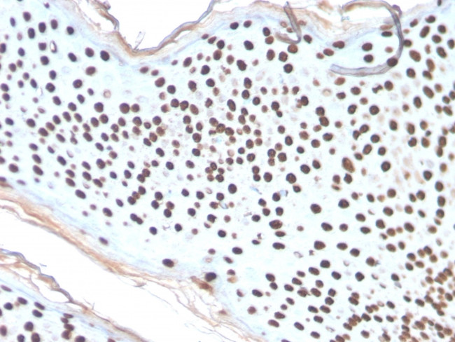 Histone H1 Antibody in Immunohistochemistry (Paraffin) (IHC (P))
