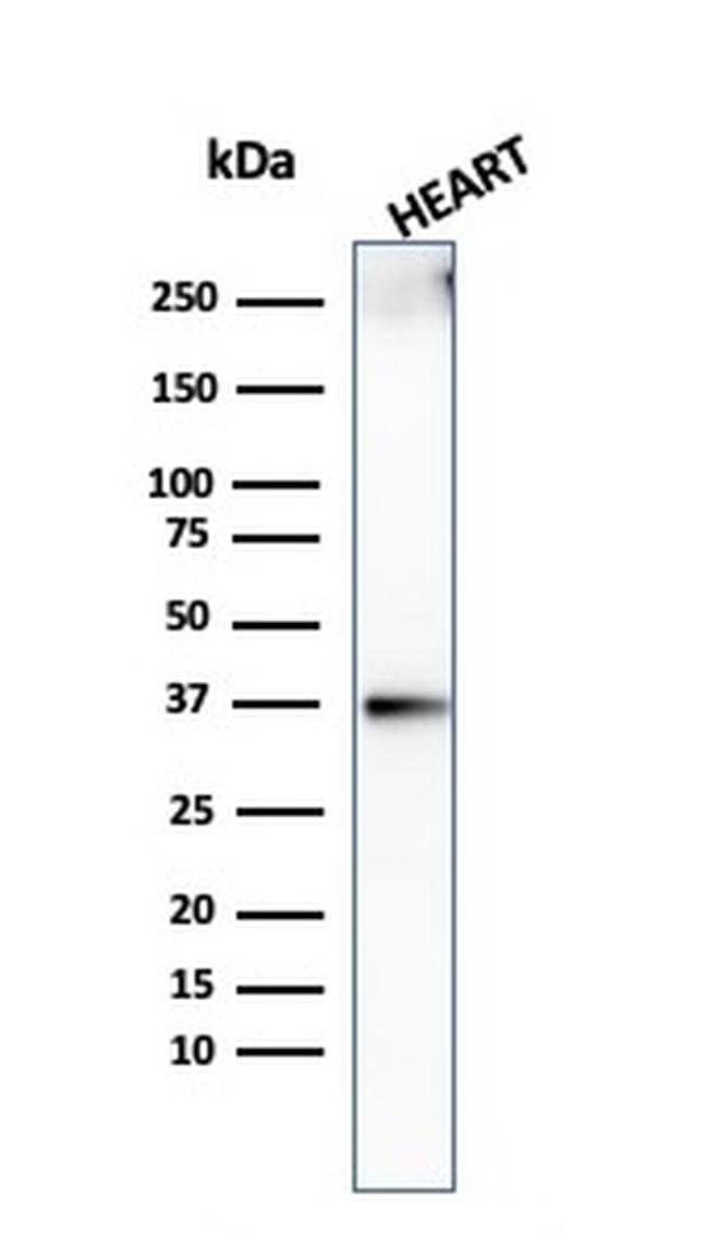Histone H1 Antibody in Western Blot (WB)