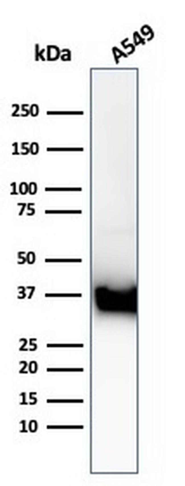 Annexin A1 Antibody in Western Blot (WB)
