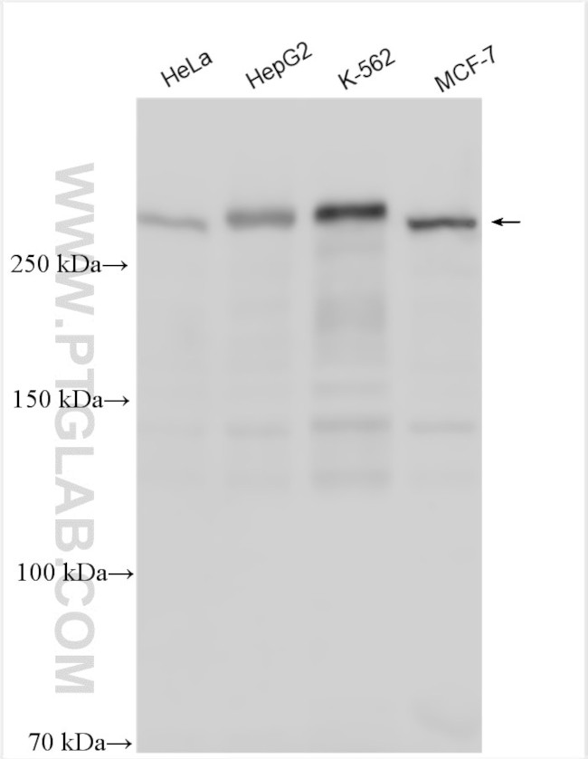 ARID1A Antibody in Western Blot (WB)