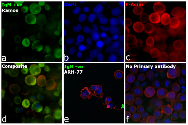 Human IgM Secondary Antibody in Immunocytochemistry (ICC/IF)