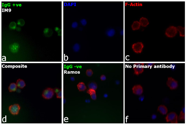 Human IgG (H+L) Cross-Adsorbed Secondary Antibody in Immunocytochemistry (ICC/IF)