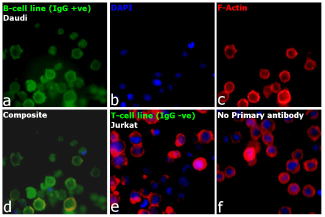 Human IgG (H+L) Cross-Adsorbed Secondary Antibody in Immunocytochemistry (ICC/IF)