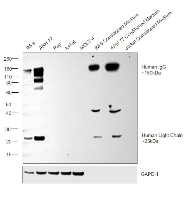 Human IgG (H+L) Cross-Adsorbed Secondary Antibody