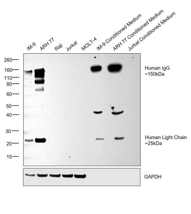 Human IgG (H+L) Cross-Adsorbed Secondary Antibody in Western Blot (WB)