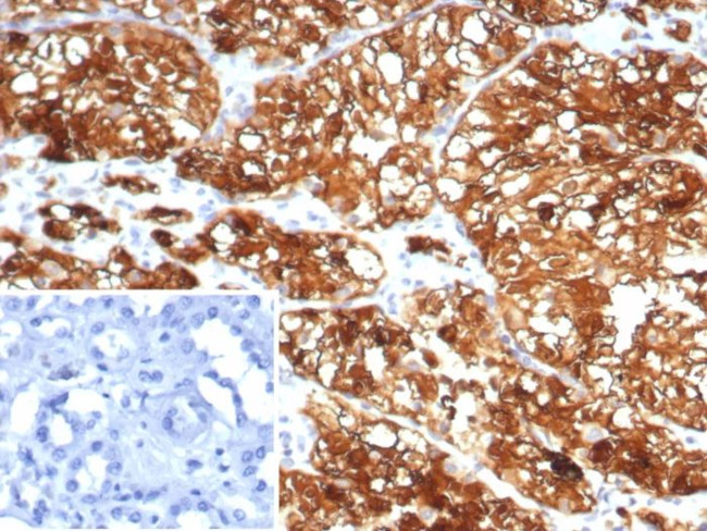HLA-G (Major Histocompatibility Complex, class I, G) Antibody in Immunohistochemistry (Paraffin) (IHC (P))