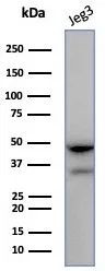 HLA-G (Major Histocompatibility Complex, class I, G) Antibody in Western Blot (WB)