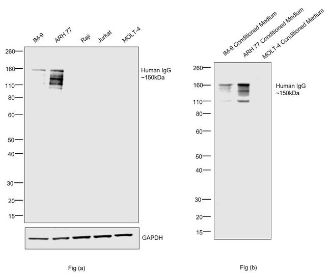 Human IgG Fc Secondary Antibody in Western Blot (WB)