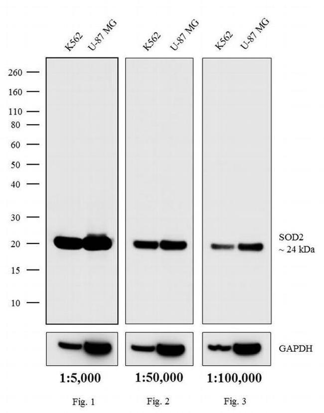 Mouse IgG (H+L) Secondary Antibody in Western Blot (WB)