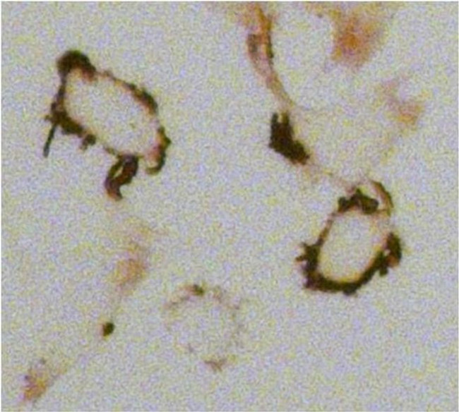 Mouse IgG (H+L) Secondary Antibody in Immunocytochemistry (ICC/IF)