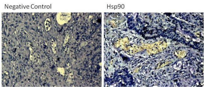 Mouse IgG (H+L) Secondary Antibody in Immunohistochemistry (Paraffin) (IHC (P))