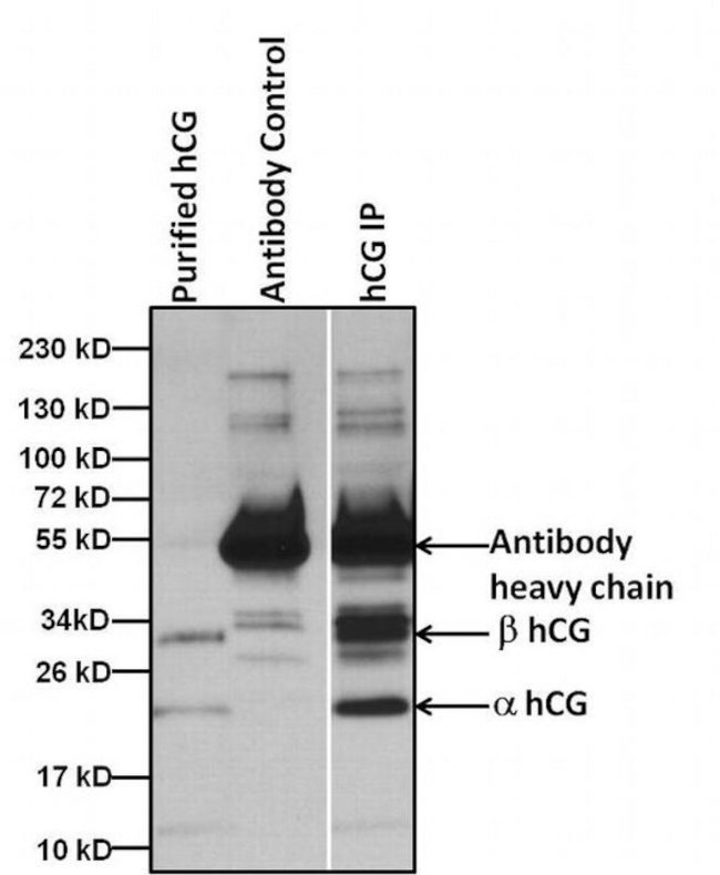 Mouse IgG Fc Cross-Adsorbed Secondary Antibody in Immunoprecipitation (IP)
