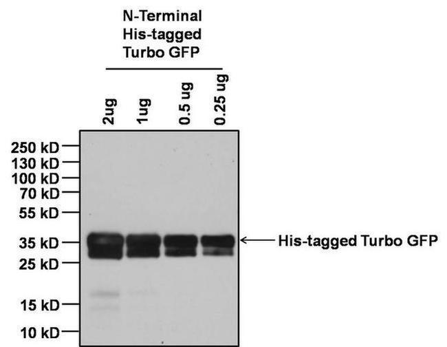 Mouse IgG Fc Cross-Adsorbed Secondary Antibody in Western Blot (WB)
