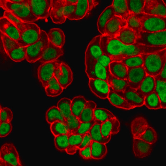 FOXA1/HNF3A Antibody in Immunocytochemistry (ICC/IF)