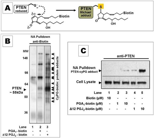 Biotin Antibody in Western Blot, Immunoprecipitation (WB, IP)