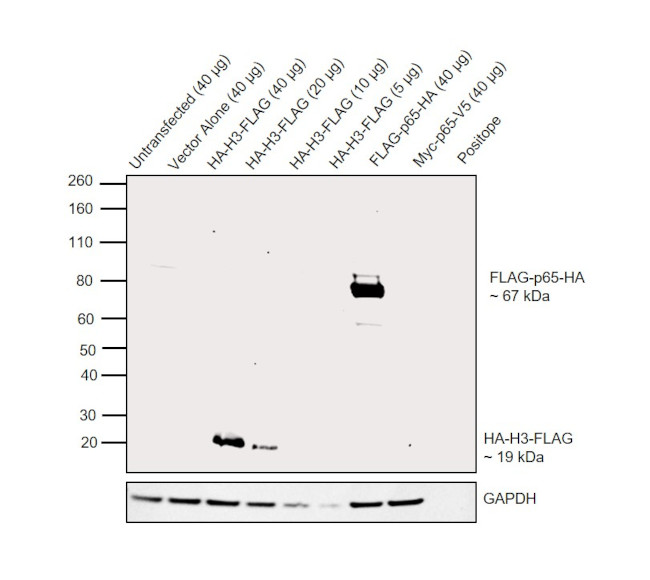 HA Tag Antibody