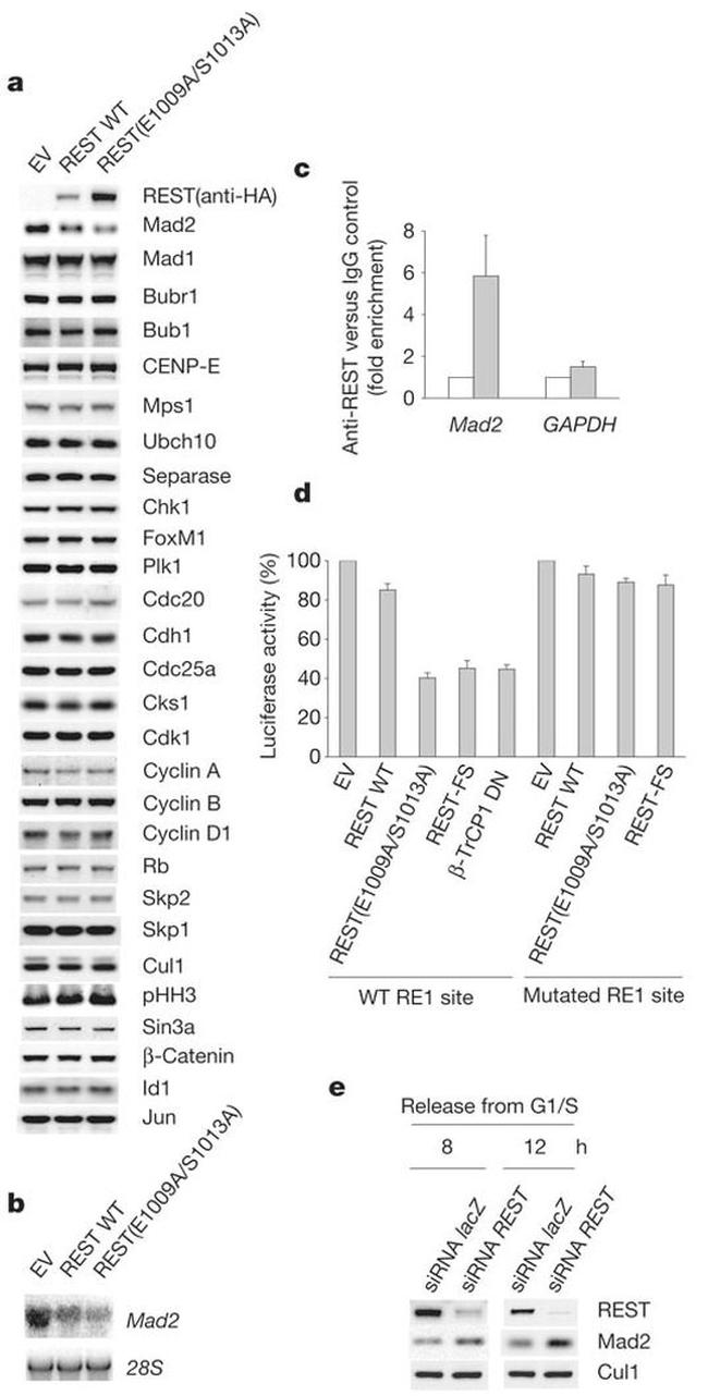 Cullin 1 Antibody in Western Blot (WB)