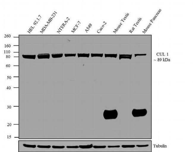 Cullin 1 Antibody in Western Blot (WB)