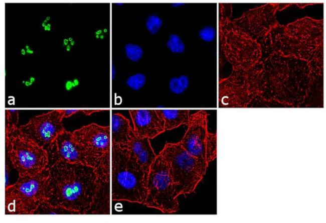 NPM1 Antibody in Immunocytochemistry (ICC/IF)