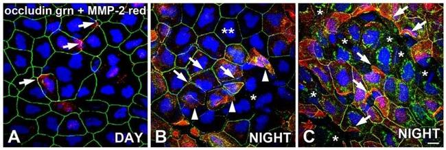 MMP2 Antibody in Immunohistochemistry (Frozen) (IHC (F))