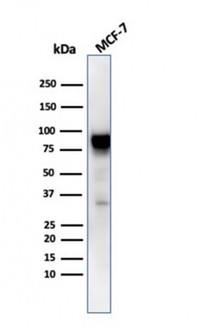 HSP90AB1 (Heat Shock Protein 90) Antibody in Western Blot (WB)