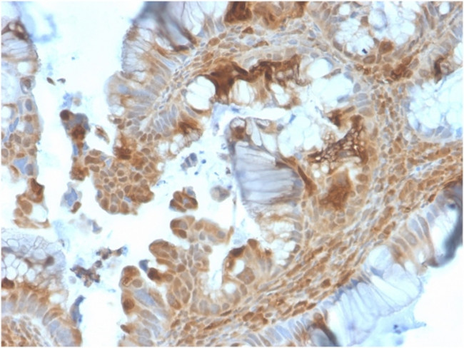 HSP90AB1 (Heat Shock Protein 90) Antibody in Immunohistochemistry (Paraffin) (IHC (P))