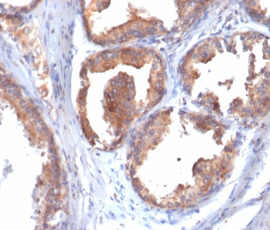 HSP90AB1 (Heat Shock Protein 90) Antibody in Immunohistochemistry (Paraffin) (IHC (P))